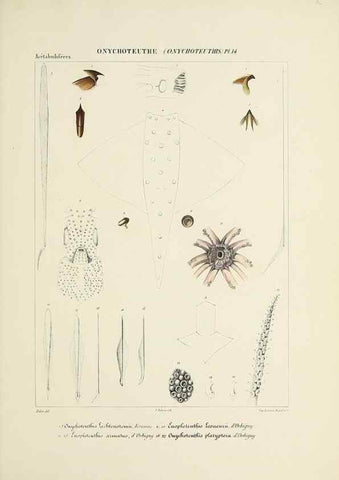 Reproducción/Reproduction 49434950606: Histoire naturelle, générale et particulière des céphalopodes acétabuifères viants, et fossiles :. Paris :Impr. de A. Lacour,1835-1848.. 