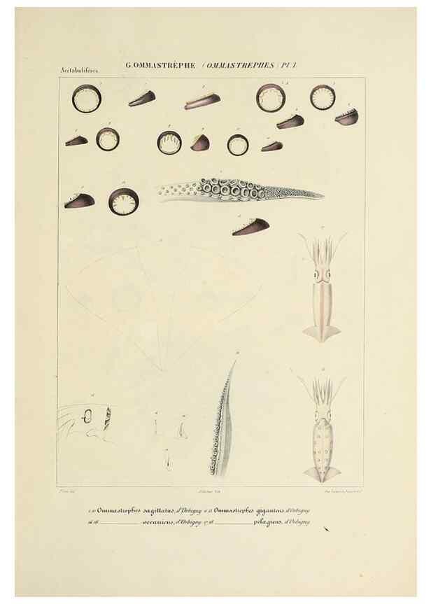 Reproducción/Reproduction 49434950901: Histoire naturelle, générale et particulière des céphalopodes acétabuifères viants, et fossiles :. Paris :Impr. de A. Lacour,1835-1848.. 