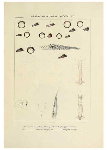 Reproducción/Reproduction 49434950901: Histoire naturelle, générale et particulière des céphalopodes acétabuifères viants, et fossiles :. Paris :Impr. de A. Lacour,1835-1848.. 