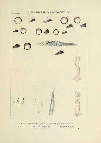 Reproducción/Reproduction 49434950901: Histoire naturelle, générale et particulière des céphalopodes acétabuifères viants, et fossiles :. Paris :Impr. de A. Lacour,1835-1848.. 