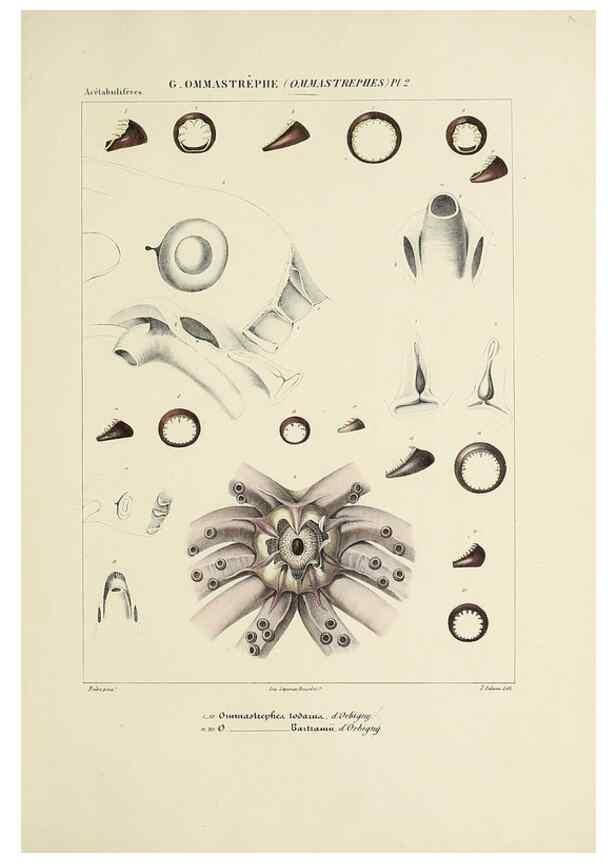 Reproducción/Reproduction 49434476593: Histoire naturelle, générale et particulière des céphalopodes acétabuifères viants, et fossiles :. Paris :Impr. de A. Lacour,1835-1848.. 