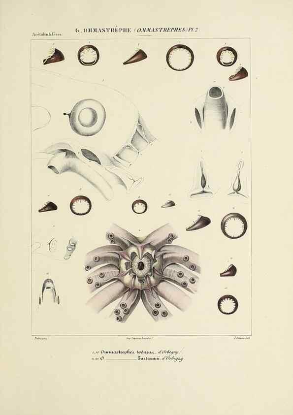 Reproducción/Reproduction 49434476593: Histoire naturelle, générale et particulière des céphalopodes acétabuifères viants, et fossiles :. Paris :Impr. de A. Lacour,1835-1848.. 