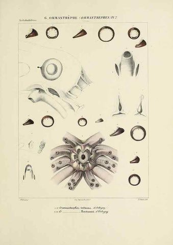 Reproducción/Reproduction 49434476593: Histoire naturelle, générale et particulière des céphalopodes acétabuifères viants, et fossiles :. Paris :Impr. de A. Lacour,1835-1848.. 
