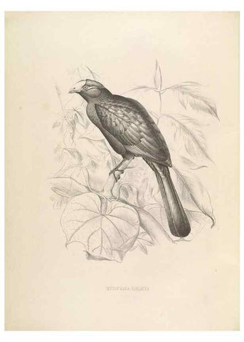 Reproducción/Reproduction 49435911267: De toerako's, afgebeeld en beschreven door H. Schlegel onder medewerking van G. F. Westerman ... Uitg. door het Koninklijk zoölogisch genootschap Natura artis magistra.. Amsterdam,1860.. 