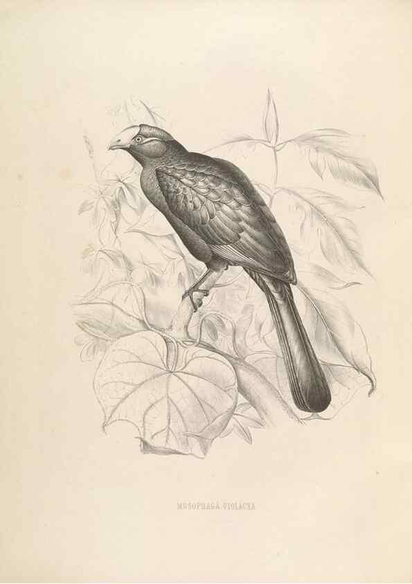 Reproducción/Reproduction 49435911267: De toerako's, afgebeeld en beschreven door H. Schlegel onder medewerking van G. F. Westerman ... Uitg. door het Koninklijk zoölogisch genootschap Natura artis magistra.. Amsterdam,1860.. 