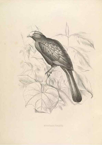 Reproducción/Reproduction 49435911267: De toerako's, afgebeeld en beschreven door H. Schlegel onder medewerking van G. F. Westerman ... Uitg. door het Koninklijk zoölogisch genootschap Natura artis magistra.. Amsterdam,1860.. 