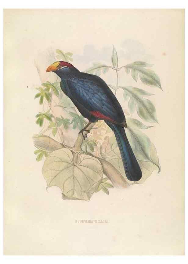 Reproducción/Reproduction 49435689446: De toerako's, afgebeeld en beschreven door H. Schlegel onder medewerking van G. F. Westerman ... Uitg. door het Koninklijk zoölogisch genootschap Natura artis magistra.. Amsterdam,1860.. 