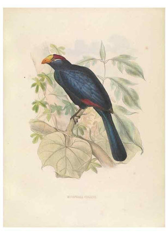 Reproducción/Reproduction 49435689446: De toerako's, afgebeeld en beschreven door H. Schlegel onder medewerking van G. F. Westerman ... Uitg. door het Koninklijk zoölogisch genootschap Natura artis magistra.. Amsterdam,1860.. 