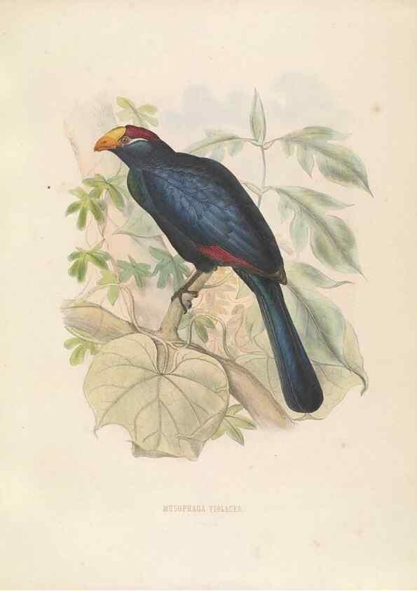 Reproducción/Reproduction 49435689446: De toerako's, afgebeeld en beschreven door H. Schlegel onder medewerking van G. F. Westerman ... Uitg. door het Koninklijk zoölogisch genootschap Natura artis magistra.. Amsterdam,1860.. 