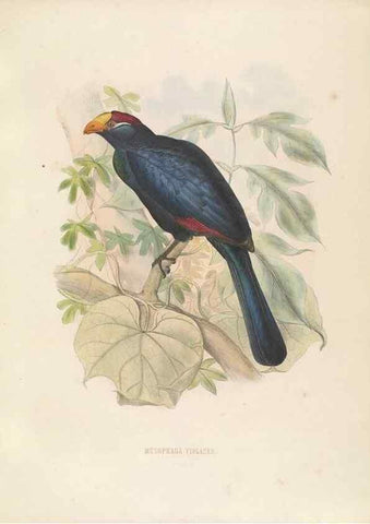 Reproducción/Reproduction 49435689446: De toerako's, afgebeeld en beschreven door H. Schlegel onder medewerking van G. F. Westerman ... Uitg. door het Koninklijk zoölogisch genootschap Natura artis magistra.. Amsterdam,1860.. 