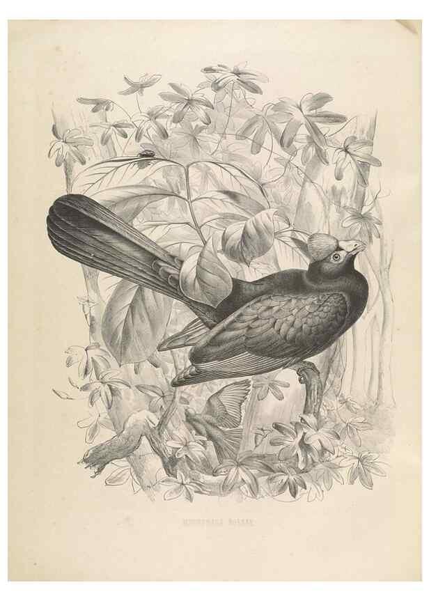 Reproducción/Reproduction 49435689741: De toerako's, afgebeeld en beschreven door H. Schlegel onder medewerking van G. F. Westerman ... Uitg. door het Koninklijk zoölogisch genootschap Natura artis magistra.. Amsterdam,1860.. 