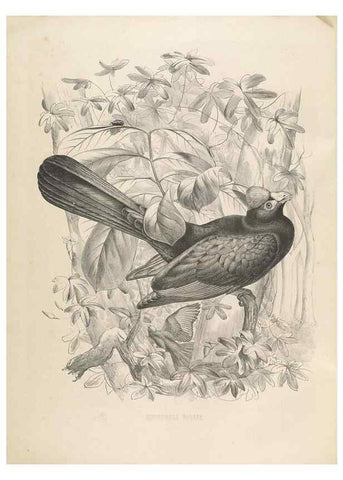 Reproducción/Reproduction 49435689741: De toerako's, afgebeeld en beschreven door H. Schlegel onder medewerking van G. F. Westerman ... Uitg. door het Koninklijk zoölogisch genootschap Natura artis magistra.. Amsterdam,1860.. 