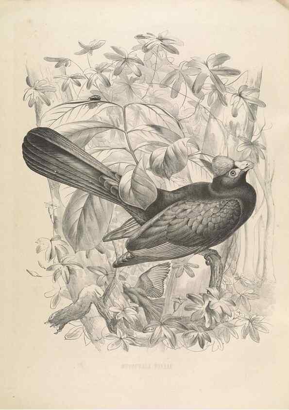 Reproducción/Reproduction 49435689741: De toerako's, afgebeeld en beschreven door H. Schlegel onder medewerking van G. F. Westerman ... Uitg. door het Koninklijk zoölogisch genootschap Natura artis magistra.. Amsterdam,1860.. 