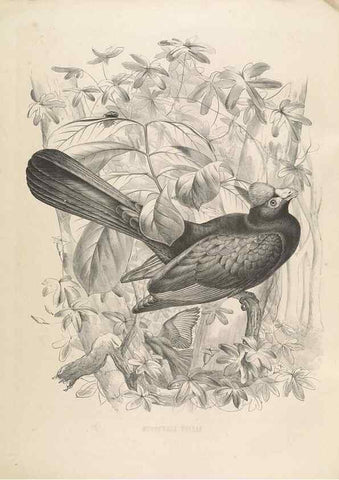 Reproducción/Reproduction 49435689741: De toerako's, afgebeeld en beschreven door H. Schlegel onder medewerking van G. F. Westerman ... Uitg. door het Koninklijk zoölogisch genootschap Natura artis magistra.. Amsterdam,1860.. 