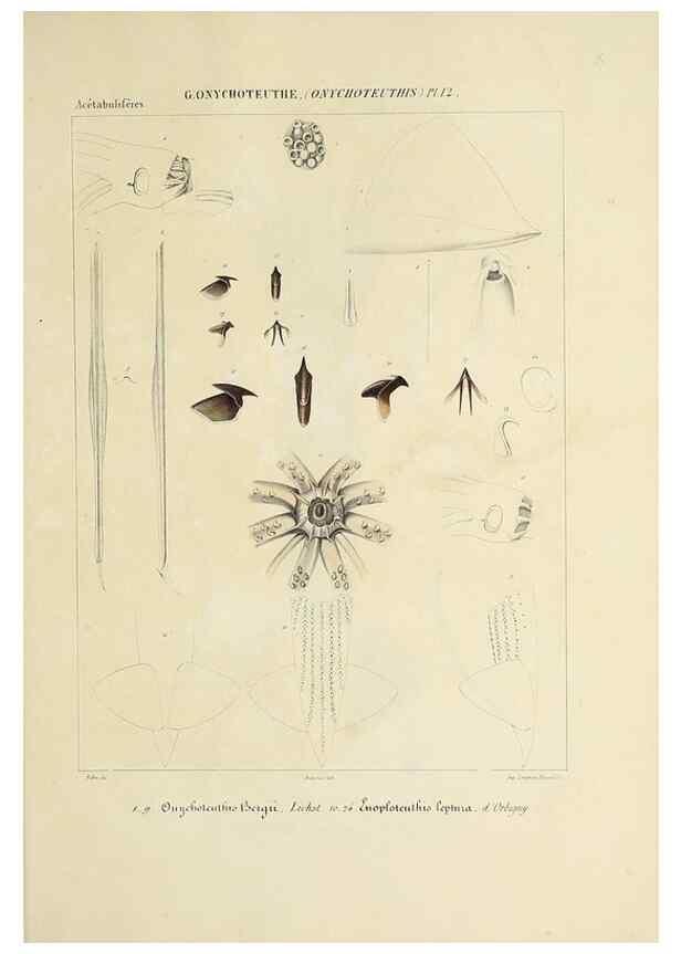 Reproducción/Reproduction 49435172202: Histoire naturelle, générale et particulière des céphalopodes acétabuifères viants, et fossiles :. Paris :Impr. de A. Lacour,1835-1848.. 