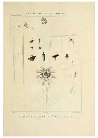 Reproducción/Reproduction 49435172202: Histoire naturelle, générale et particulière des céphalopodes acétabuifères viants, et fossiles :. Paris :Impr. de A. Lacour,1835-1848.. 
