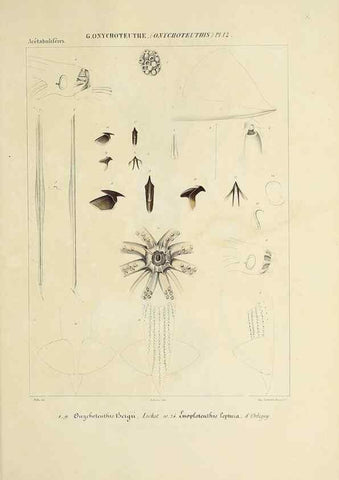 Reproducción/Reproduction 49435172202: Histoire naturelle, générale et particulière des céphalopodes acétabuifères viants, et fossiles :. Paris :Impr. de A. Lacour,1835-1848.. 