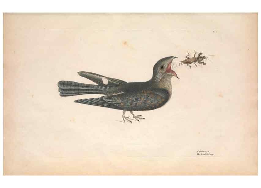 Reproducción/Reproduction 49456854286: The natural history of Carolina, Florida, and the Bahama Islands :. London :Printed for B. White,1771.. 