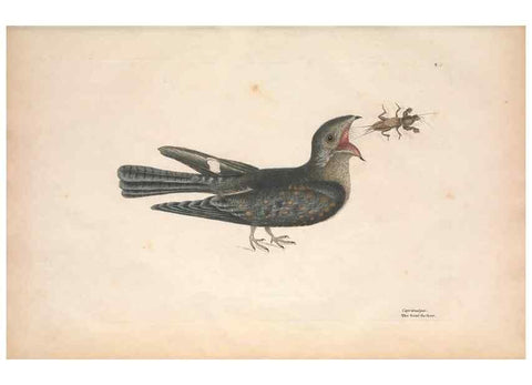 Reproducción/Reproduction 49456854286: The natural history of Carolina, Florida, and the Bahama Islands :. London :Printed for B. White,1771.. 