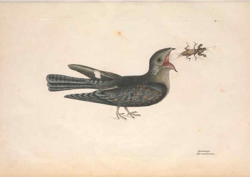 Reproducción/Reproduction 49456854286: The natural history of Carolina, Florida, and the Bahama Islands :. London :Printed for B. White,1771.. 