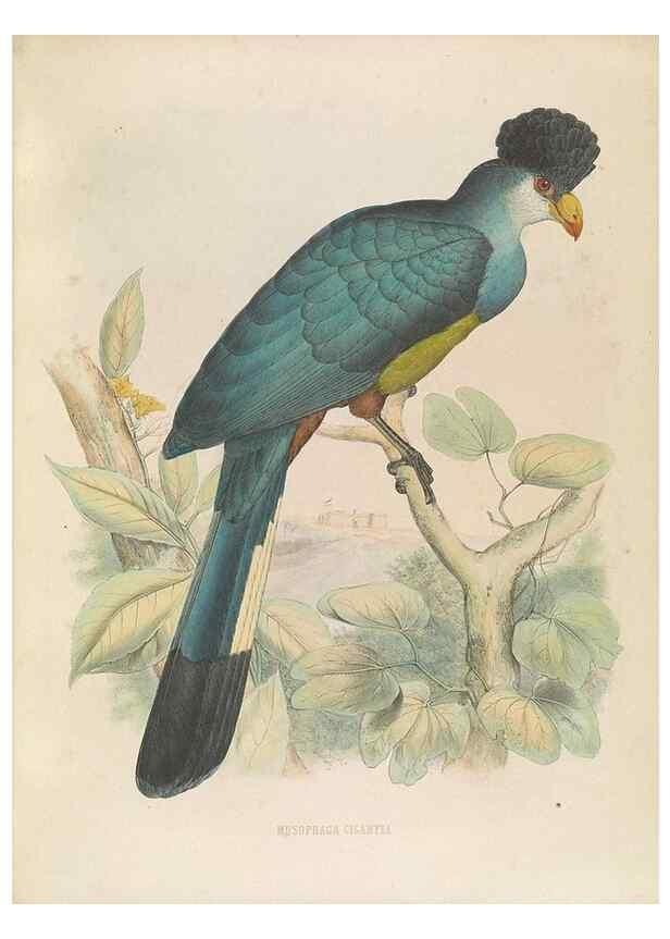 Reproducción/Reproduction 49435917712: De toerako's, afgebeeld en beschreven door H. Schlegel onder medewerking van G. F. Westerman ... Uitg. door het Koninklijk zoölogisch genootschap Natura artis magistra.. Amsterdam,1860.. 
