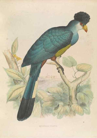 Reproducción/Reproduction 49435917712: De toerako's, afgebeeld en beschreven door H. Schlegel onder medewerking van G. F. Westerman ... Uitg. door het Koninklijk zoölogisch genootschap Natura artis magistra.. Amsterdam,1860.. 