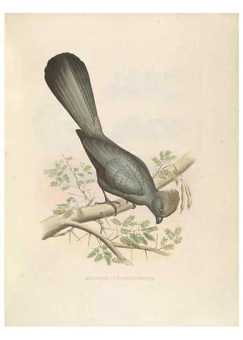 Reproducción/Reproduction 49435918092: De toerako's, afgebeeld en beschreven door H. Schlegel onder medewerking van G. F. Westerman ... Uitg. door het Koninklijk zoölogisch genootschap Natura artis magistra.. Amsterdam,1860.. 