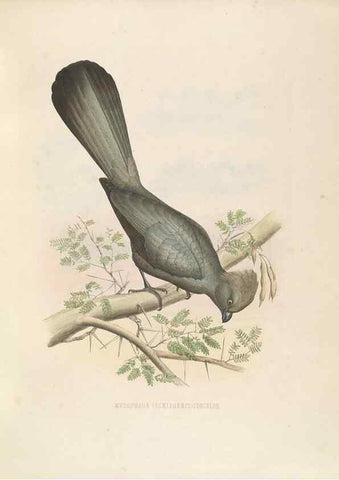 Reproducción/Reproduction 49435918092: De toerako's, afgebeeld en beschreven door H. Schlegel onder medewerking van G. F. Westerman ... Uitg. door het Koninklijk zoölogisch genootschap Natura artis magistra.. Amsterdam,1860.. 