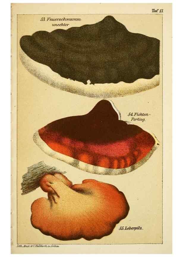 Reproducción/Reproduction 49456267332: Prof. Dr. Harald O. Lenz' Ntzliche, schdliche und verdchtige Pilze.. Gotha,Thienemann,1890.. 