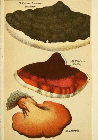Reproducción/Reproduction 49456267332: Prof. Dr. Harald O. Lenz' Ntzliche, schdliche und verdchtige Pilze.. Gotha,Thienemann,1890.. 