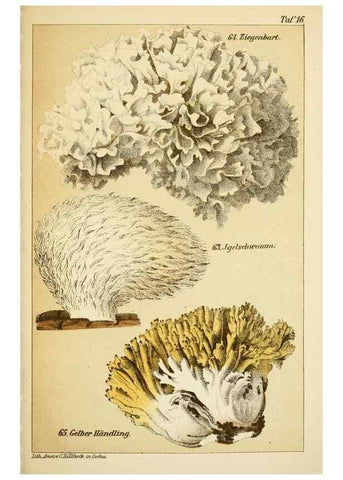 Reproducción/Reproduction 49455566048: Prof. Dr. Harald O. Lenz' Ntzliche, schdliche und verdchtige Pilze.. Gotha,Thienemann,1890.. 