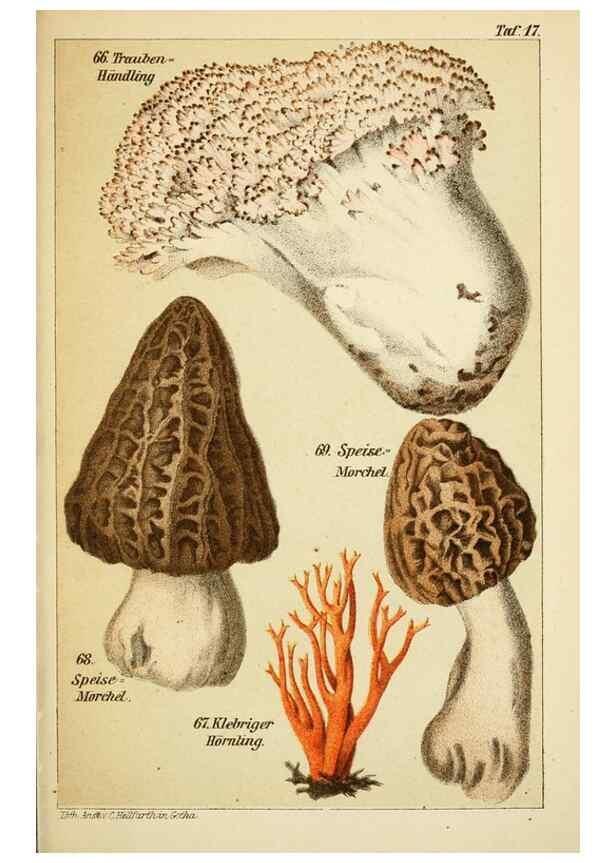 Reproducción/Reproduction 49456268792: Prof. Dr. Harald O. Lenz' Ntzliche, schdliche und verdchtige Pilze.. Gotha,Thienemann,1890.. 