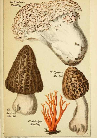 Reproducción/Reproduction 49456268792: Prof. Dr. Harald O. Lenz' Ntzliche, schdliche und verdchtige Pilze.. Gotha,Thienemann,1890.. 