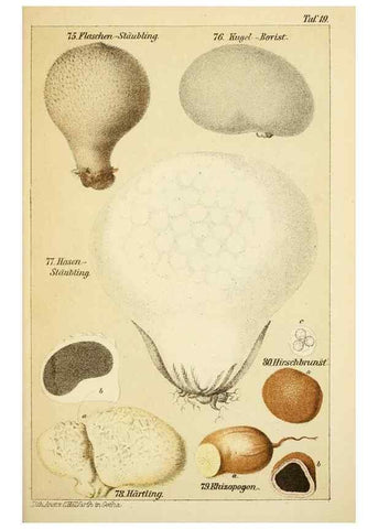 Reproducción/Reproduction 49456041036: Prof. Dr. Harald O. Lenz' Ntzliche, schdliche und verdchtige Pilze.. Gotha,Thienemann,1890.. 