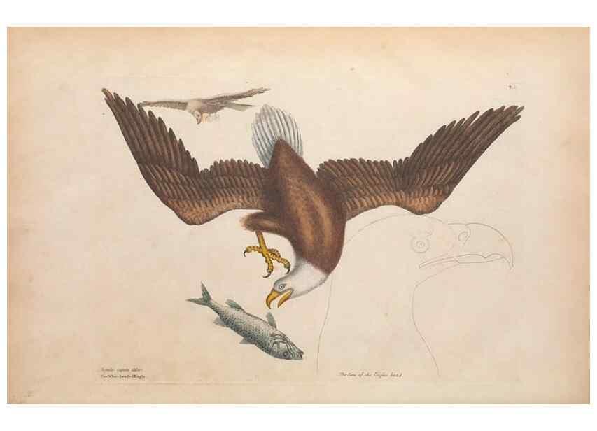Reproducción/Reproduction 49457084777: The natural history of Carolina, Florida, and the Bahama Islands :. London :Printed for B. White,1771.. 