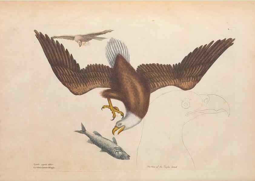 Reproducción/Reproduction 49457084777: The natural history of Carolina, Florida, and the Bahama Islands :. London :Printed for B. White,1771.. 