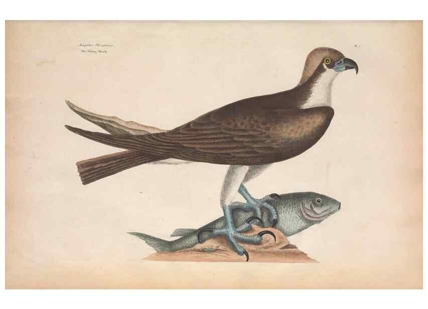 Reproducción/Reproduction 49457085047: The natural history of Carolina, Florida, and the Bahama Islands :. London :Printed for B. White,1771.. 