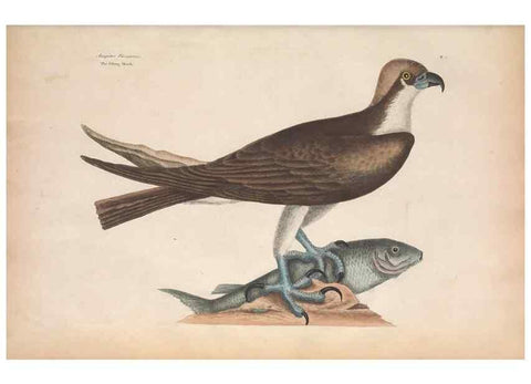 Reproducción/Reproduction 49457085047: The natural history of Carolina, Florida, and the Bahama Islands :. London :Printed for B. White,1771.. 
