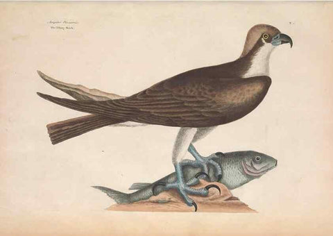 Reproducción/Reproduction 49457085047: The natural history of Carolina, Florida, and the Bahama Islands :. London :Printed for B. White,1771.. 