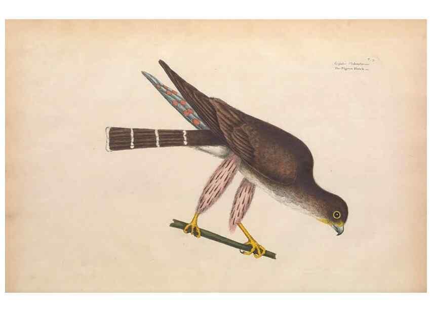 Reproducción/Reproduction 49456379858: The natural history of Carolina, Florida, and the Bahama Islands :. London :Printed for B. White,1771.. 