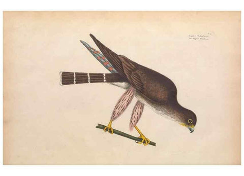 Reproducción/Reproduction 49456379858: The natural history of Carolina, Florida, and the Bahama Islands :. London :Printed for B. White,1771.. 