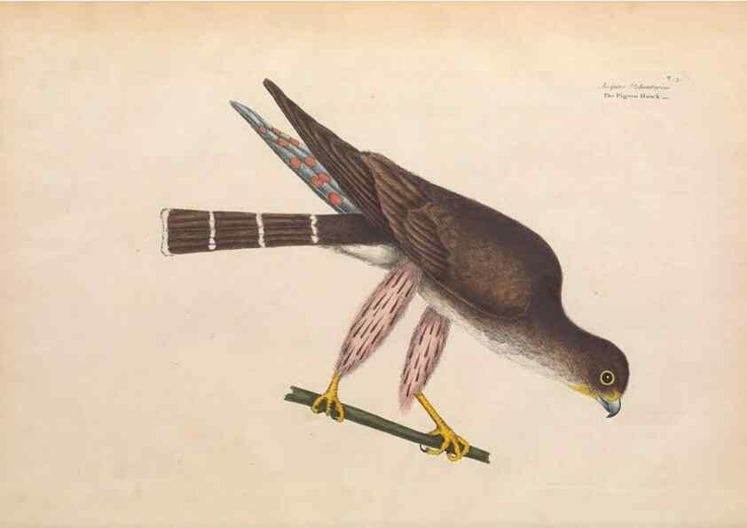 Reproducción/Reproduction 49456379858: The natural history of Carolina, Florida, and the Bahama Islands :. London :Printed for B. White,1771.. 
