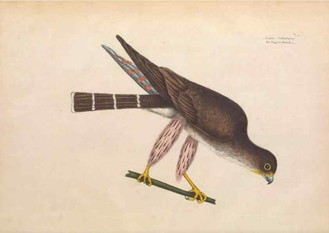 Reproducción/Reproduction 49456379858: The natural history of Carolina, Florida, and the Bahama Islands :. London :Printed for B. White,1771.. 