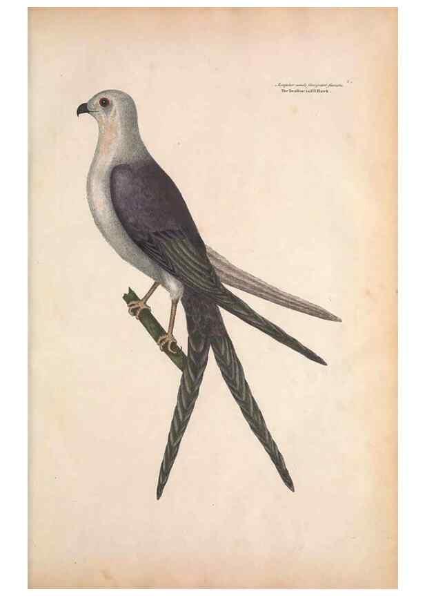 Reproducción/Reproduction 49456380248: The natural history of Carolina, Florida, and the Bahama Islands :. London :Printed for B. White,1771.. 