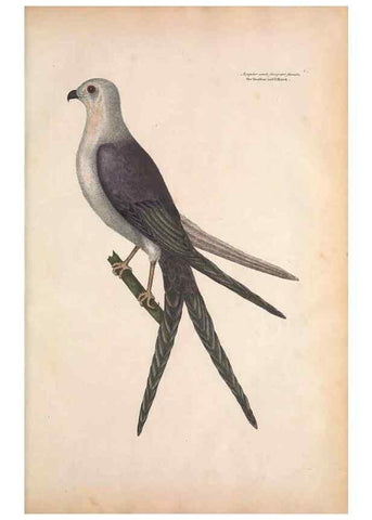 Reproducción/Reproduction 49456380248: The natural history of Carolina, Florida, and the Bahama Islands :. London :Printed for B. White,1771.. 