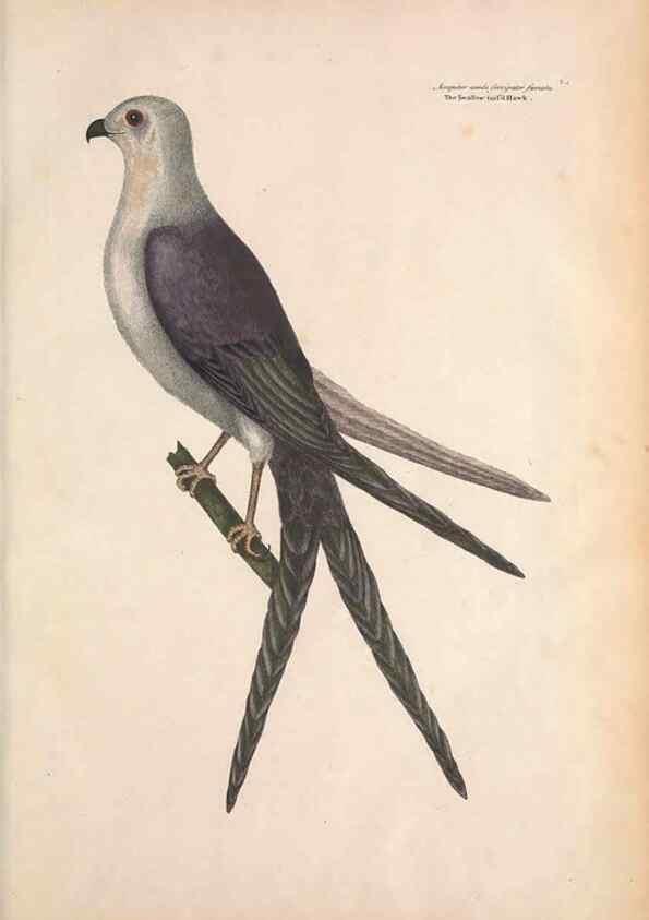 Reproducción/Reproduction 49456380248: The natural history of Carolina, Florida, and the Bahama Islands :. London :Printed for B. White,1771.. 
