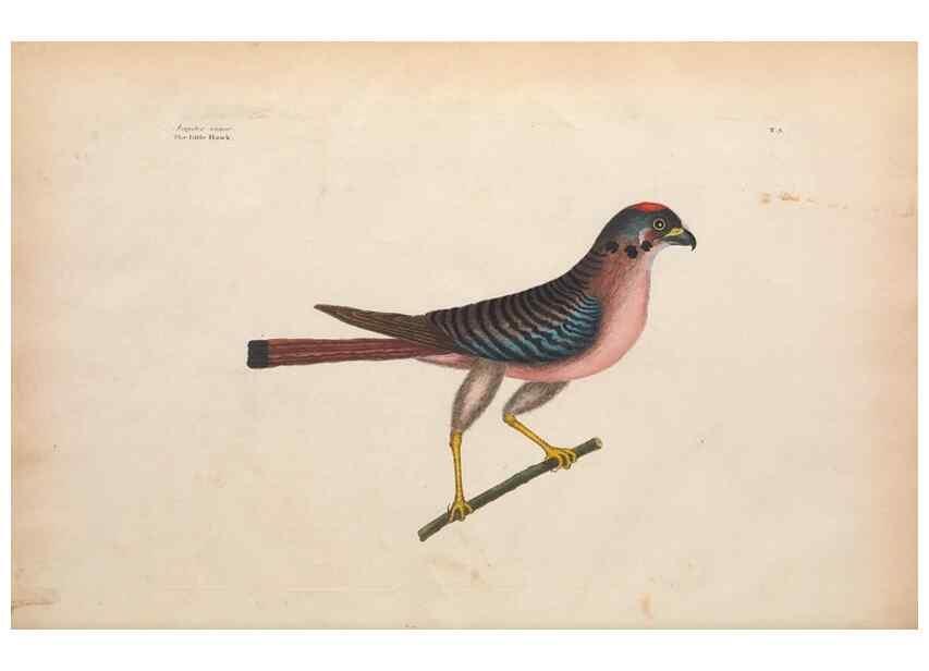 Reproducción/Reproduction 49456853451: The natural history of Carolina, Florida, and the Bahama Islands :. London :Printed for B. White,1771.. 