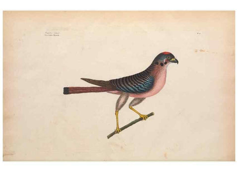 Reproducción/Reproduction 49456853451: The natural history of Carolina, Florida, and the Bahama Islands :. London :Printed for B. White,1771.. 