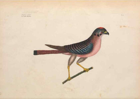 Reproducción/Reproduction 49456853451: The natural history of Carolina, Florida, and the Bahama Islands :. London :Printed for B. White,1771.. 