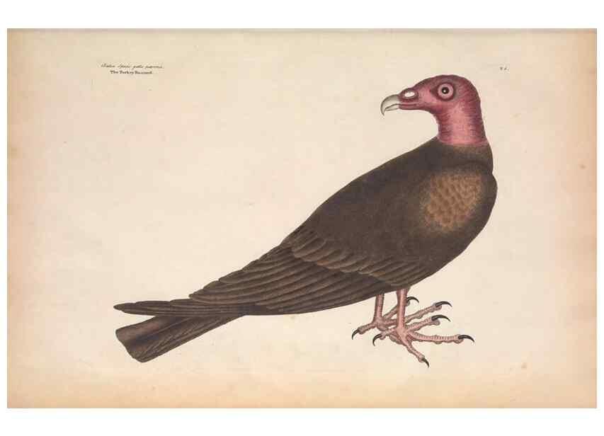 Reproducción/Reproduction 49456853661: The natural history of Carolina, Florida, and the Bahama Islands :. London :Printed for B. White,1771.. 